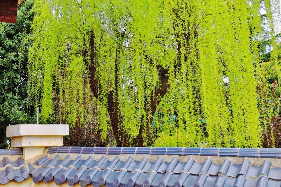 探尋陜西春天的魅力 探尋陜西春天的魅力