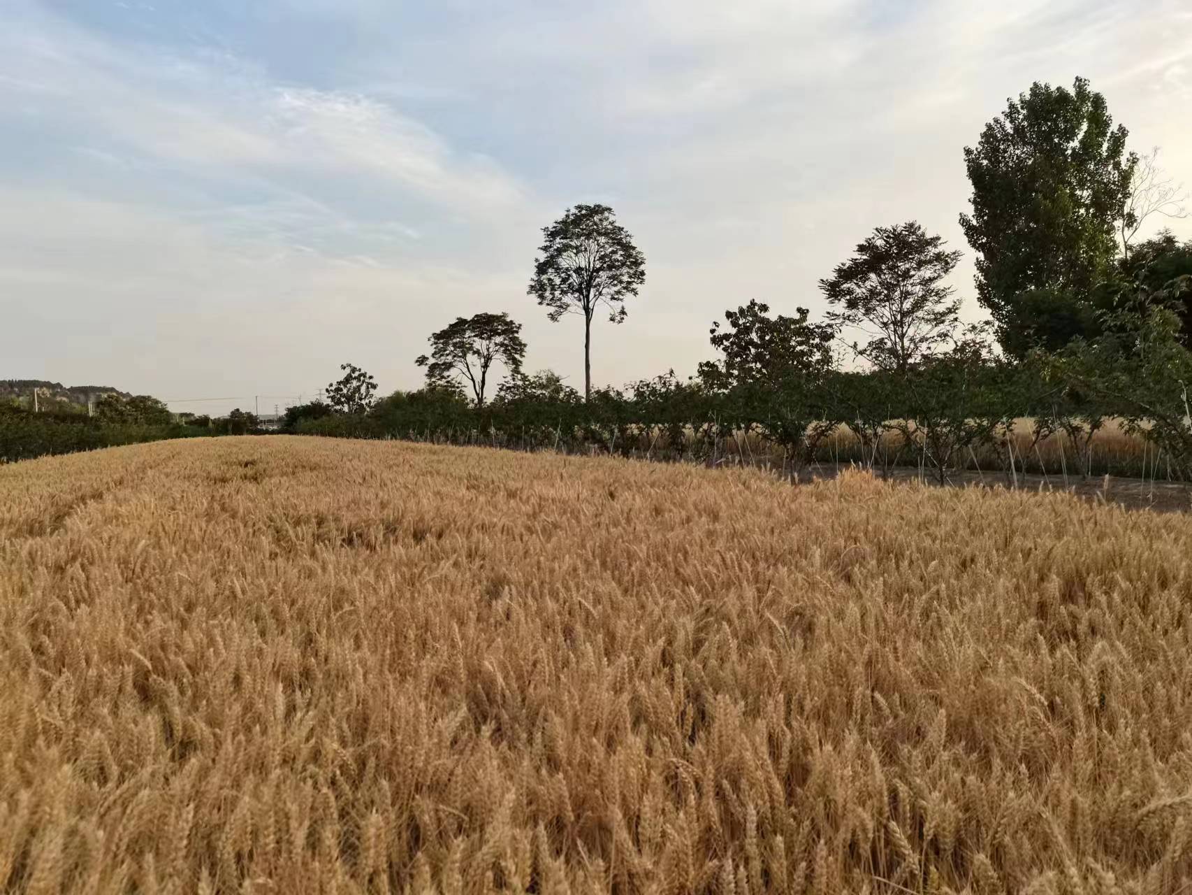 麥子黃 人心歸 麥子黃 人心歸