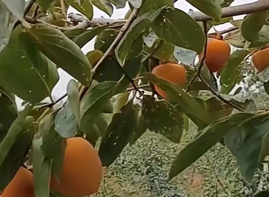 我家的老柿樹 我家的老柿樹