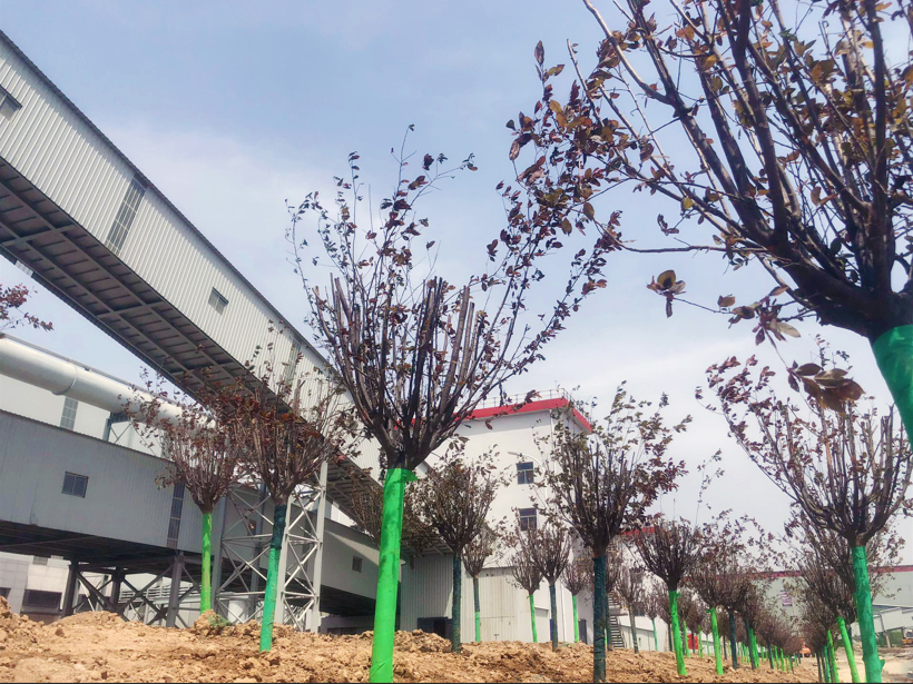 陜鋼龍鋼公司自主綠化節資1000萬元 陜鋼龍鋼公司自主綠化節資1000萬元