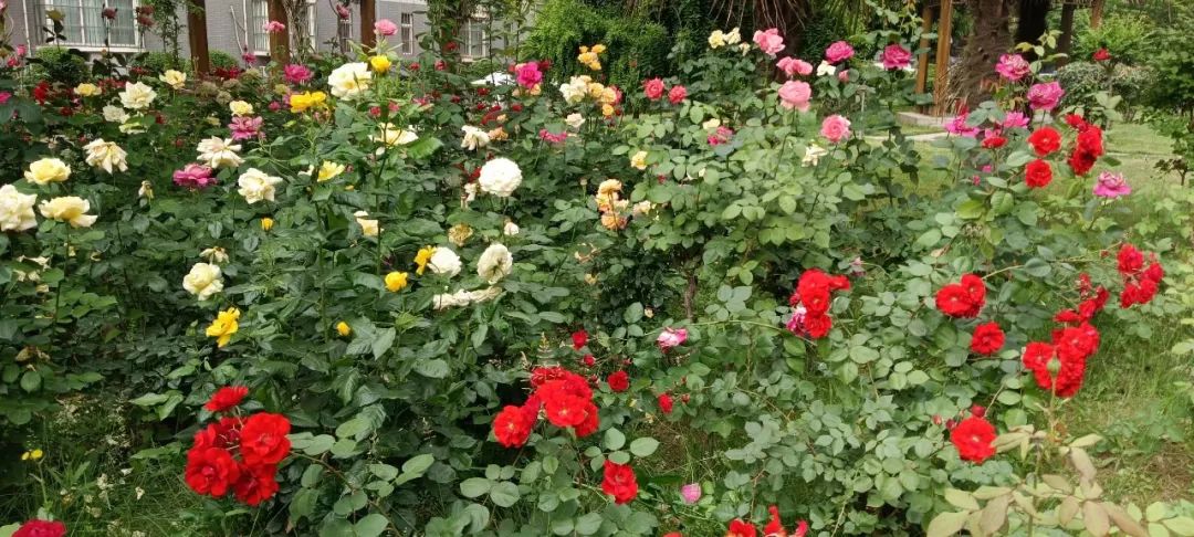 營造一方詩意院子,享受恬靜閑趣生活 營造一方詩意院子,享受恬靜閑趣生活