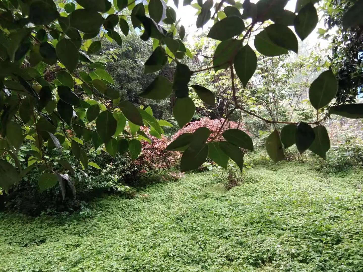 心中無塵,歲月生香 心中無塵,歲月生香