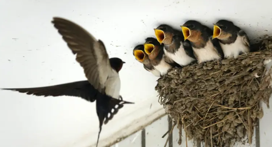 燕影相伴 愛滿人間 燕影相伴 愛滿人間