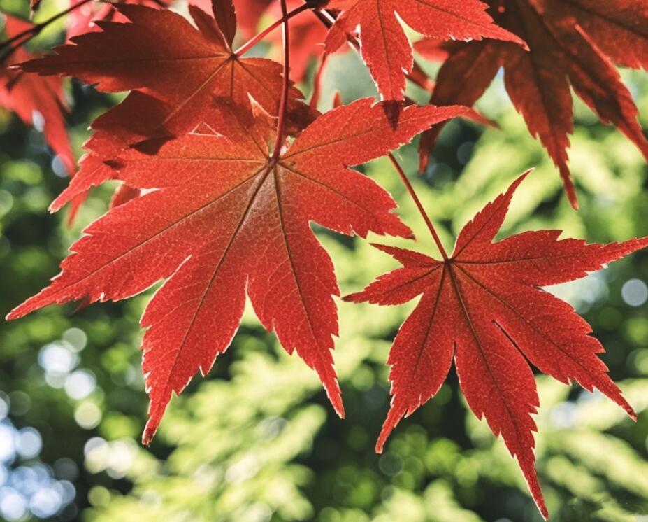 鋼城秋色勝春朝 鋼城秋色勝春朝