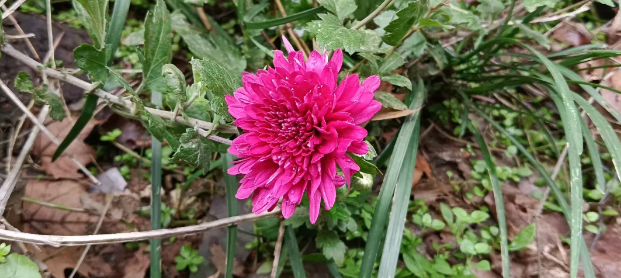 初冬的風景 初冬的風景