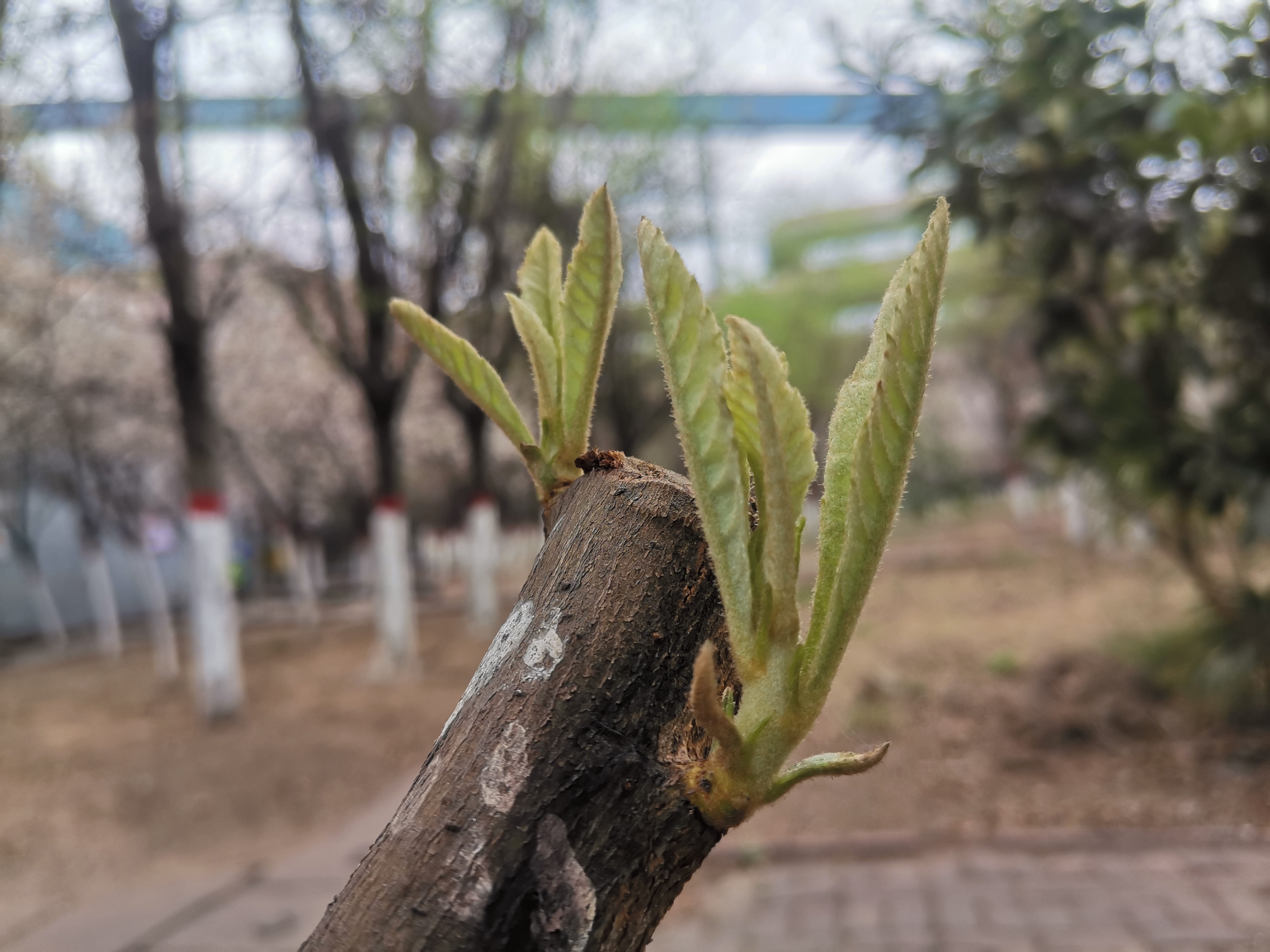 向新而生 鋼城春色惹人憐 向新而生 鋼城春色惹人憐