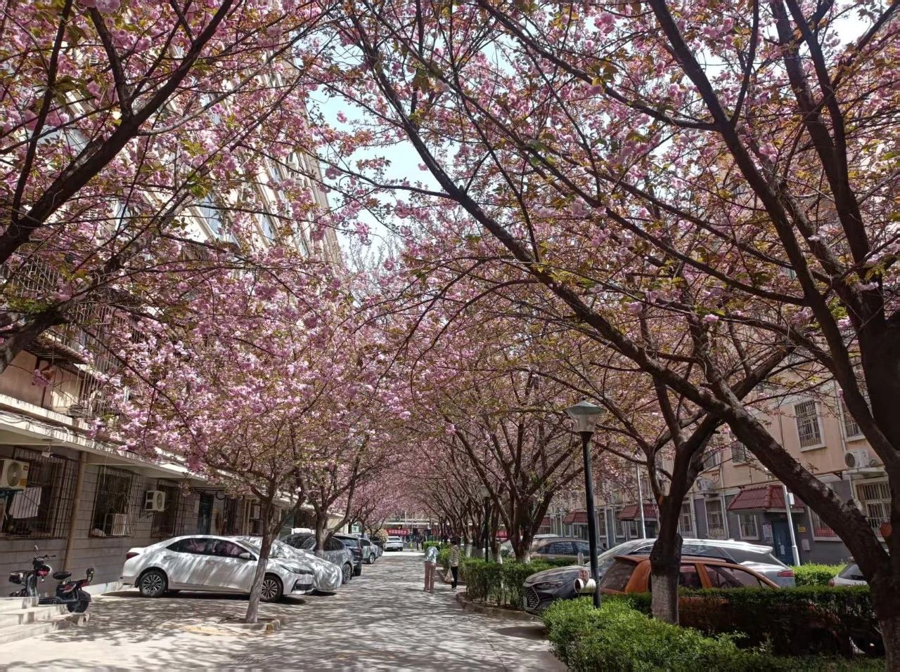 櫻花樹下的思念 櫻花樹下的思念