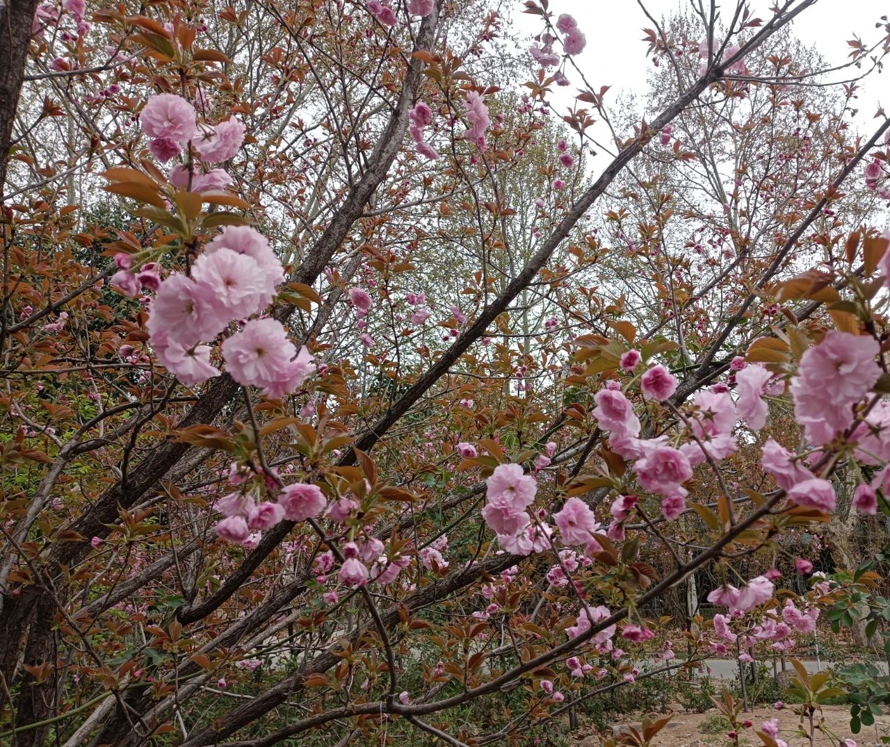 櫻花樹下的思念 櫻花樹下的思念
