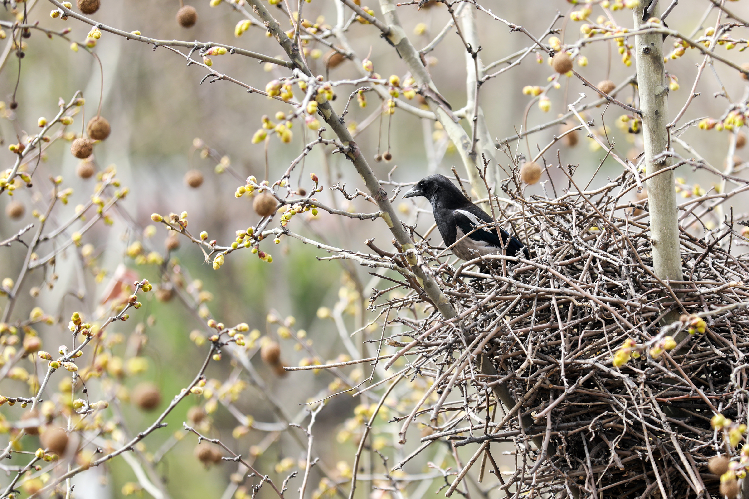 一巢一世界 一巢一世界