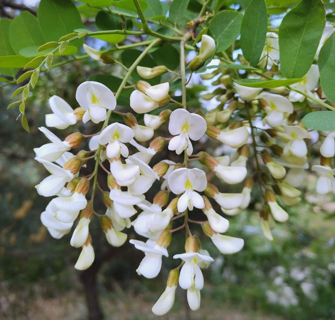 最美五月天,難忘槐花香 最美五月天,難忘槐花香